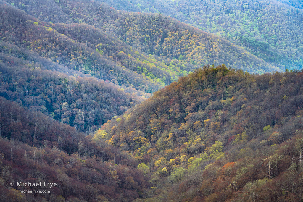 Hillsides with early-spring colors, Great Smoky Mountains NP, NC, USA
