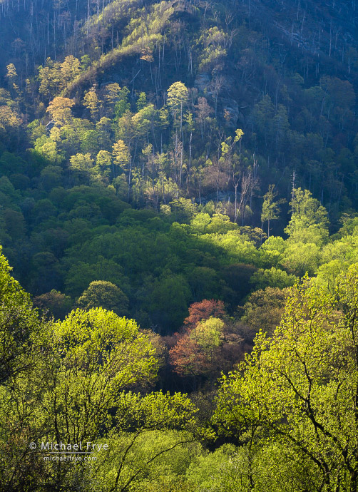 Spring hillside, Great Smoky Mountains NP, TN, USA