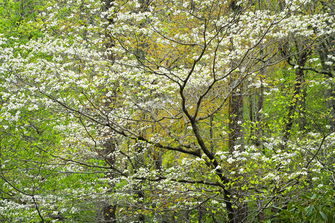 Dogwood, Great Smoky Mountains NP, TN, USA