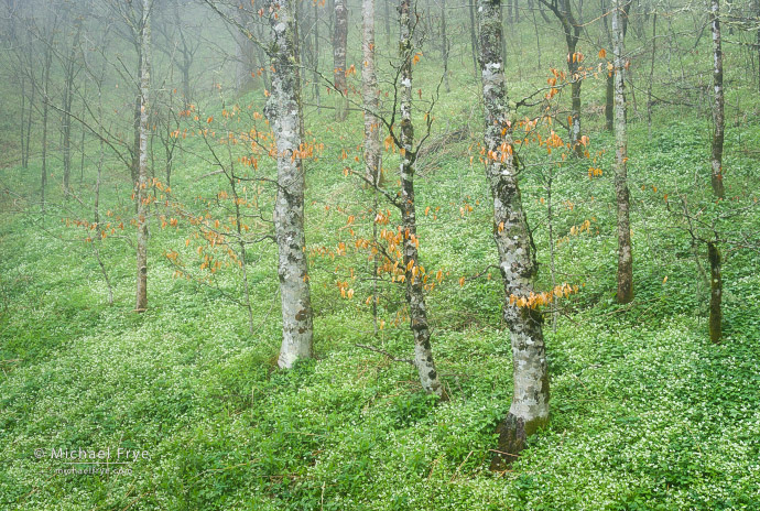Birches and flowers in fog, Great Smoky Mountains NP, NC, USA