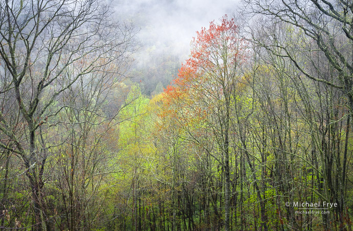 Mist and spring colors along the Blue Ridge Parkway, NC, USA