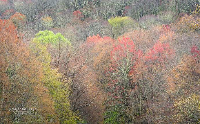 Spring tapestry, Blue Ridge Parkway, NC, USA