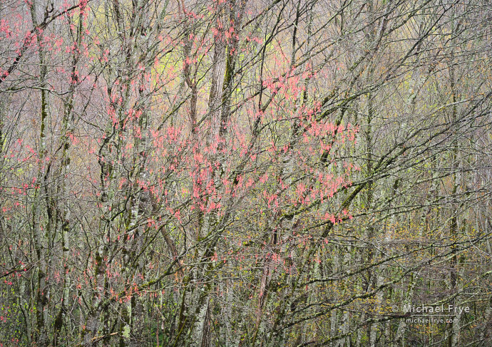 Budding maple, Blue Ridge Parkway, NC, USA