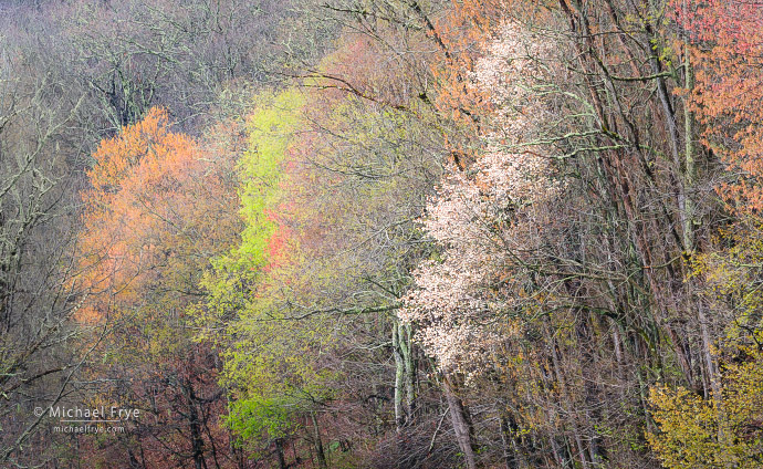 Spring colors and blooming sarvis, Blue Ridge Parkway, NC, USA