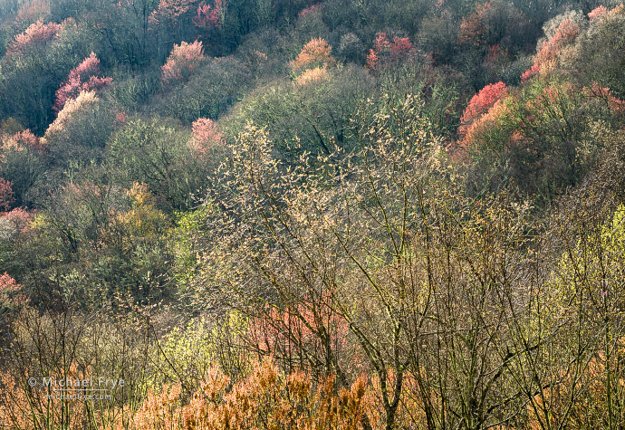 Backlit trees, spring, Blue Ridge Parkway, NC, USA