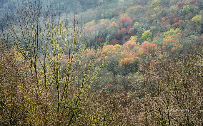 Spring colors, Blue Ridge Parkway, NC, USA