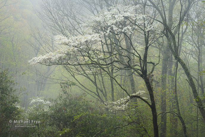 Dogwood in fog, Blue Ridge Parkway, NC, USA