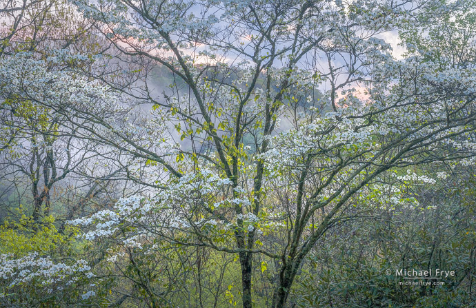 Dogwood and mist at sunset, Blue Ridge Parkway, NC, USA