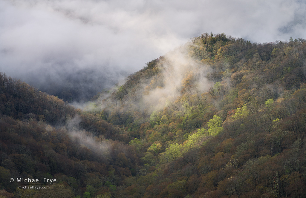 Mist and spring colors, Great Smoky Mountains NP, NC, USA