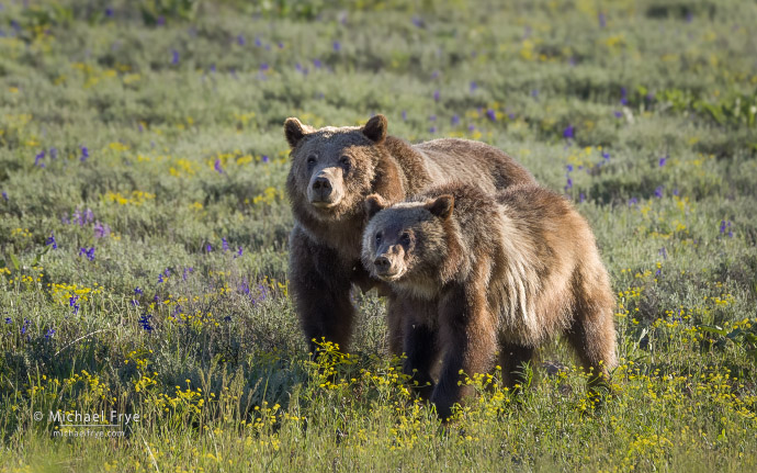 Grizzly 399 and her 18-month-old cub, Grand Teton NP, WY, USA