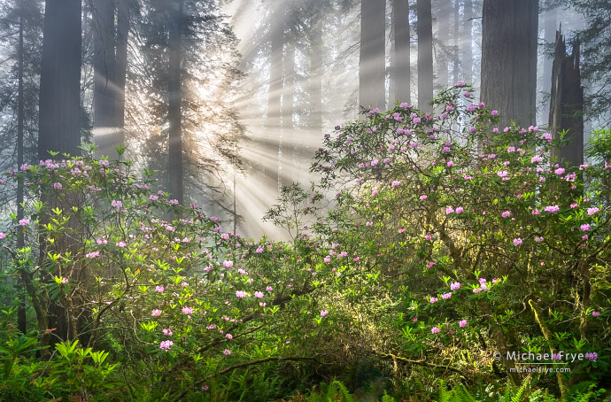 Redwoods, rhododendrons, and sunbeams, Northern California, USA