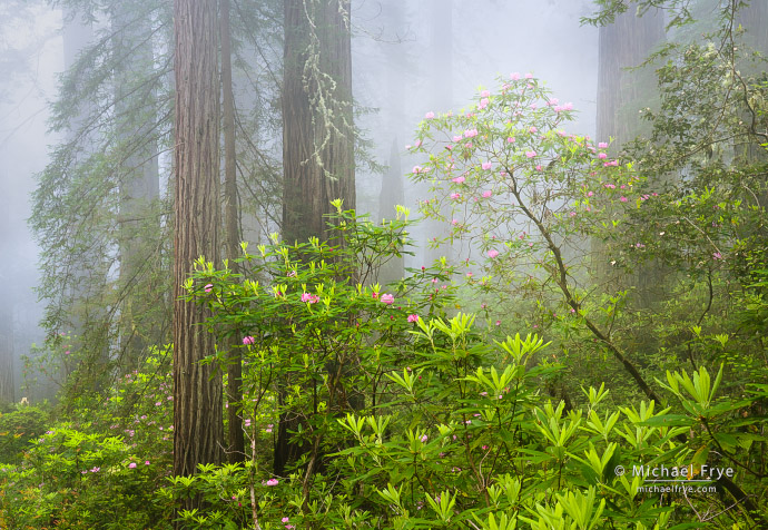 Redwoods and rhododendrons in fog, Northern California, USA