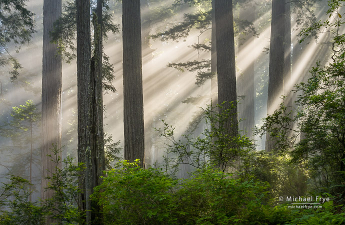 Sunbeams slanting through a redwood forest, Northern California, USA