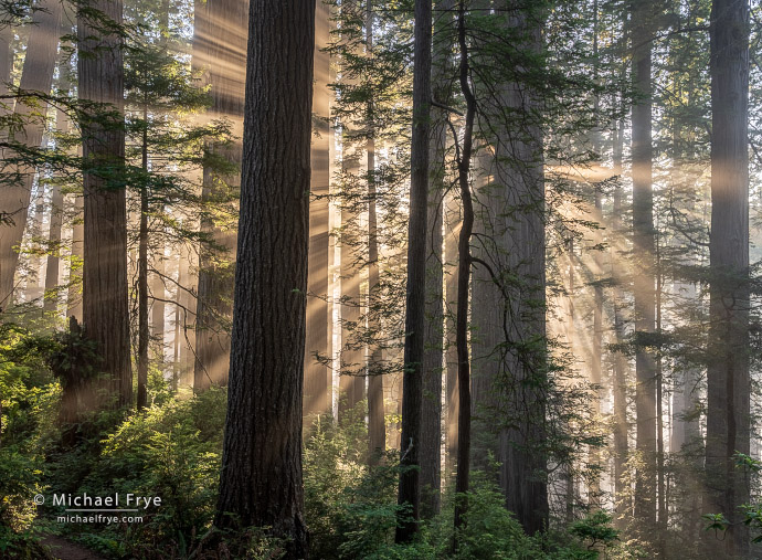 Sunbeams in a redwood forest, Northern California, USA