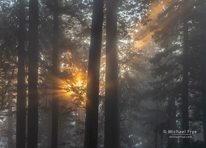 Sunbeams at sunset in a redwood forest, Northern California, USA