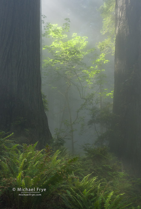 Maple and redwoods, Northern California, USA