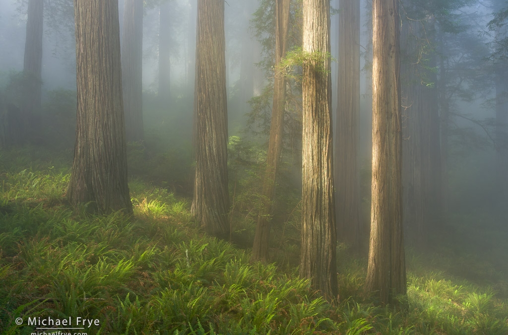 Bathing in the Forest Light