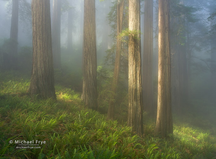 Sunlight, fog, and redwoods, Northern California, USA