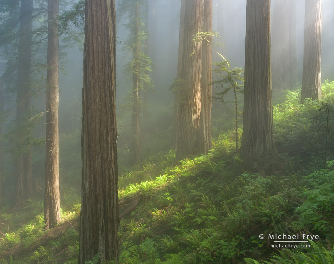 Shaft of light in a redwood forest, Northern California, USA