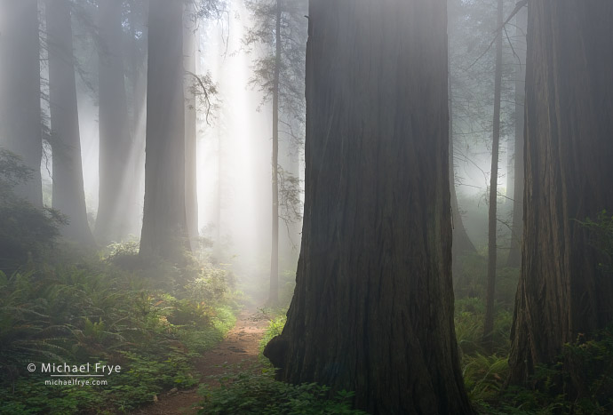 Trail through a foggy redwood forest, Northern California, USA