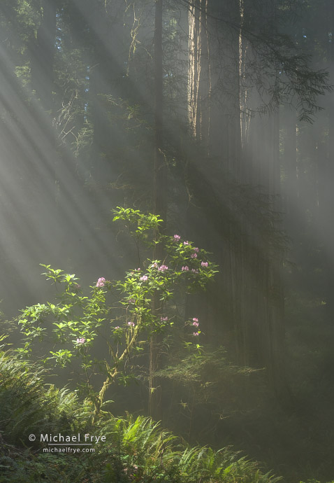 Sunbeams, redwoods, and rhododendron, Northern California, USA
