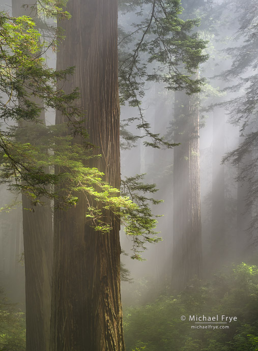 Sunbeams and redwoods, Northern California, USA
