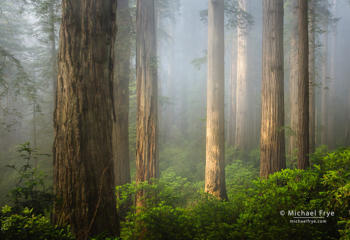 Sunlight filtering through fog in a redwood forest, Northern California, USA