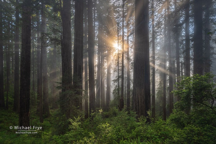 Late-afternoon sunbeams in a redwood forest, Northern California, USA