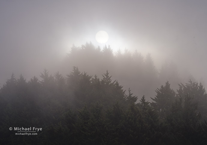 Sun breaking through fog, Northern California, USA