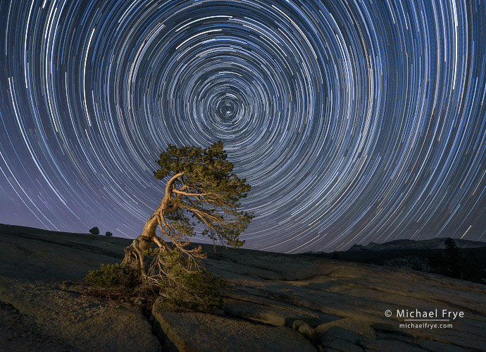 Star trails above a lodgepole pine, Yosemite NP, CA, USA