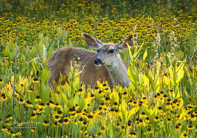 Mule deer doe among wildflowers, Yosemite NP, CA, USA