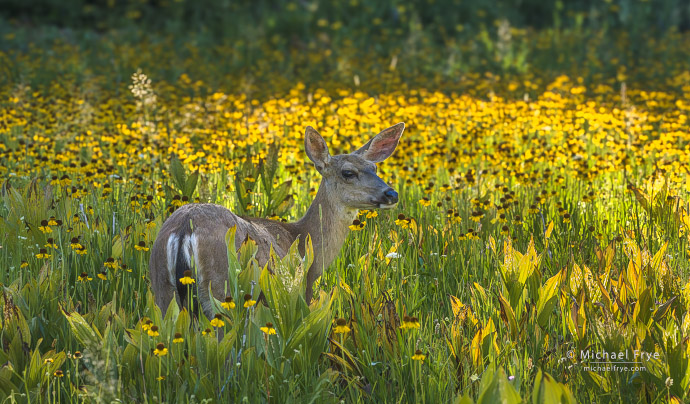 Mule deer doe and backlit wildflowers, Yosemite NP, CA,