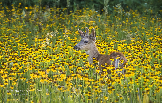 Yearling mule deer buck with Bigelow's sneezeweed, Yosemite NP, CA, USA