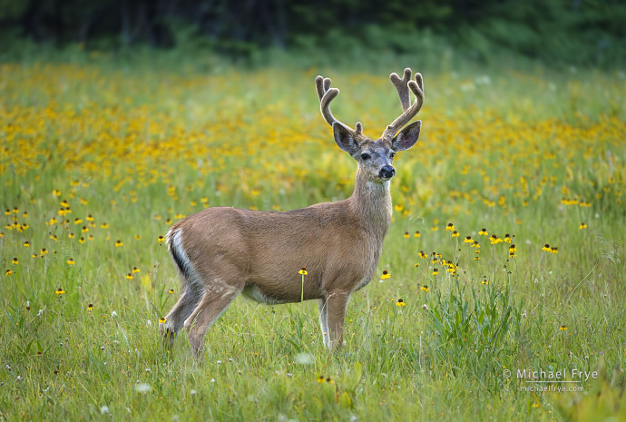 Mule deer buck and wildflowers, Yosemite NP, CA, USA