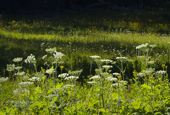 Cow parsnip and other wildflowers, Yosemite NP, CA, USA