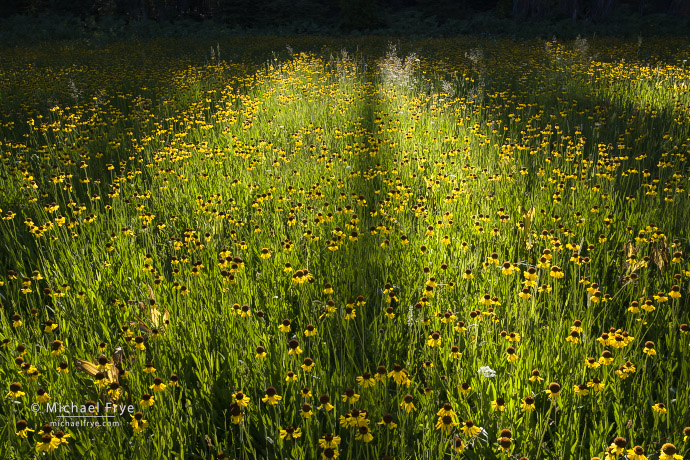 Sneezeweed and tree shadows, Yosemite NP, CA, USA