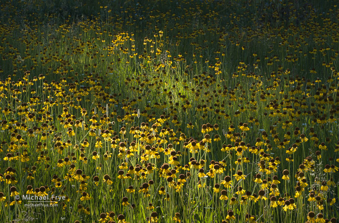 Wildflowers with shafts of light, Yosemite NP, CA, USA