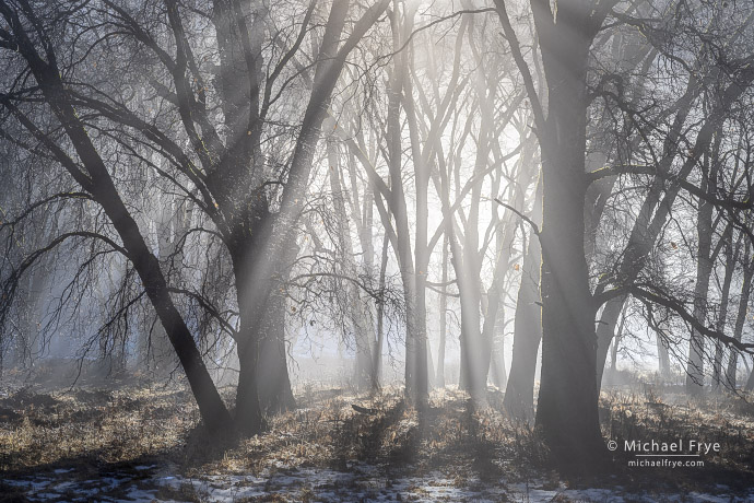 Oaks and mist, Yosemite NP, CA, USA