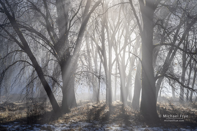 Oaks and mist, Yosemite NP, CA, USA