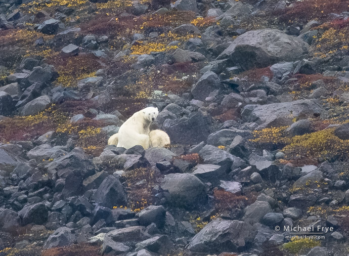 Polar bear mother and cubs, Scoresby Sund, Greenland