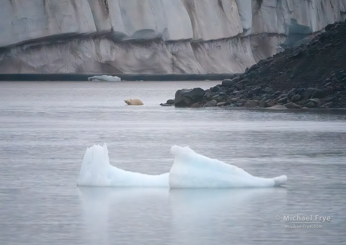 Polar bear entering a fiord, Scoresby Sund, Greenland