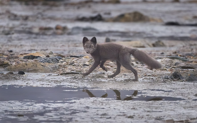Blue morph Arctic fox, Scoresby Sund, Greenland