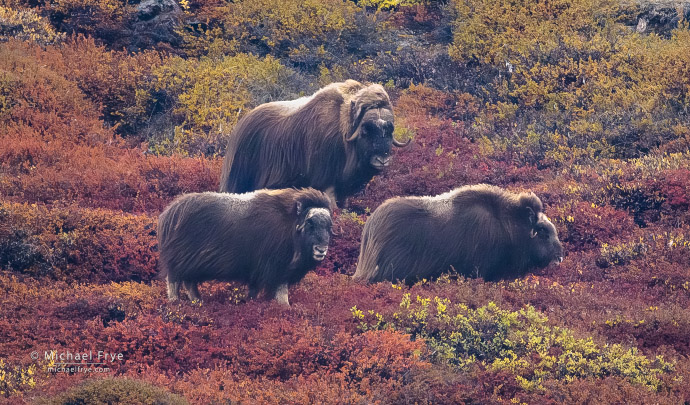 Musk oxen in autumn tundra, Scoresby Sund, Greenland