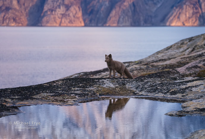 Blue morph Arctic fox reflected in a pond, Scoresby Sund, Greenland