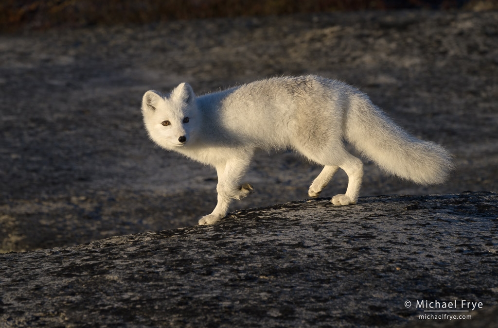 Arctic Wildlife