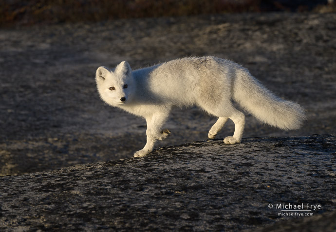 Trotting Arctic fox, Scoresby Sund, Greenland