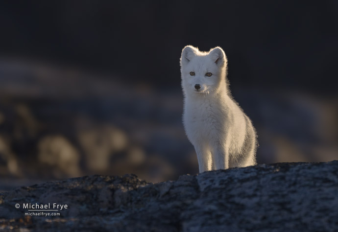 Backlit Arctic fox, Scoresby Sund, Greenland
