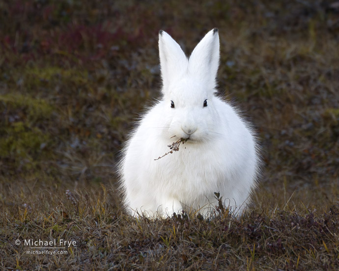 Arctic hare feeding, Scoresby Sund, Greenland