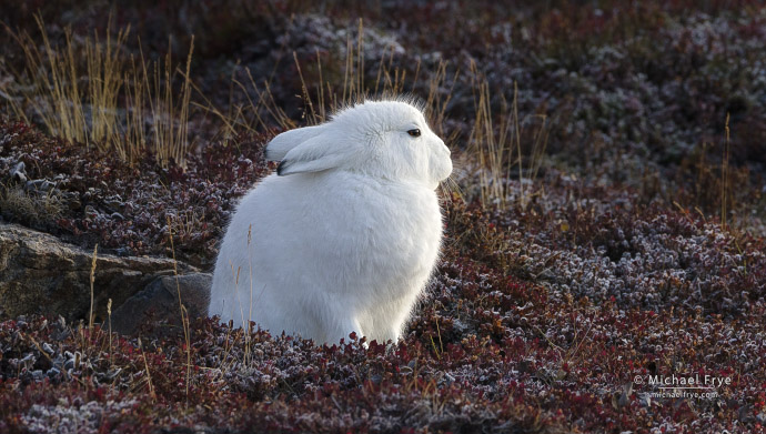 Arctic hare and frosted tundra, Scoresby Sund, Greenland