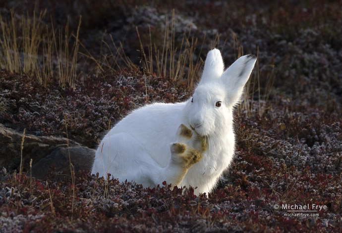Arctic hare cleaning its paw, Scoresby Sund, Greenland